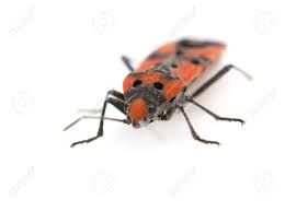 Attēlu rezultāti vaicājumam “Pyrrhocoris apterus imago”