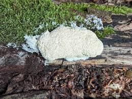 Attēlu rezultāti vaicājumam “Fuligo cinerea spores”