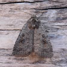 Attēlu rezultāti vaicājumam “Caradrina morpheus”