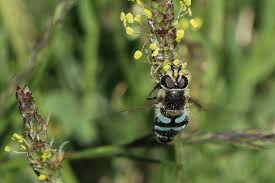Attēlu rezultāti vaicājumam “Didea alneti”
