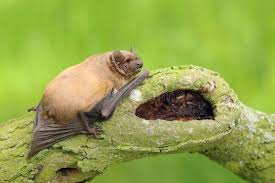 Attēlu rezultāti vaicājumam “Nyctalus noctula”