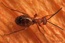 Attēlu rezultāti vaicājumam “Biorhiza pallida”