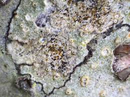 Attēlu rezultāti vaicājumam “Arthonia vinosa”