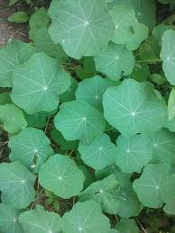 Attēlu rezultāti vaicājumam “Tropaeolum majus fruit”