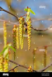 Attēlu rezultāti vaicājumam “Carpinus betulus male flower”