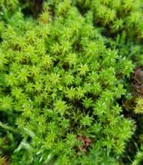 Attēlu rezultāti vaicājumam “Syntrichia virescens”