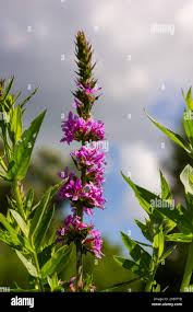 Attēlu rezultāti vaicājumam “Lythraceae”