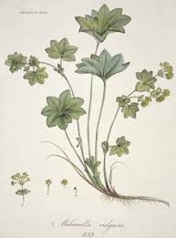 Image result for Alchemilla vulgaris