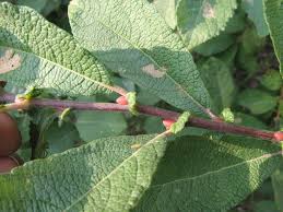 Attēlu rezultāti vaicājumam “Salix aurita bud”