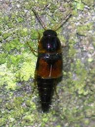 Attēlu rezultāti vaicājumam “Tachyporus sp.”
