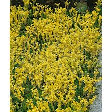 Attēlu rezultāti vaicājumam “Sedum sexangulare flower”