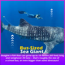 Image result for Rhincodon typus