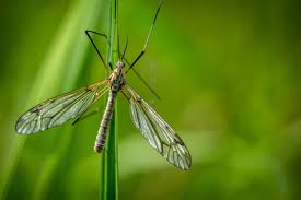 Attēlu rezultāti vaicājumam “Tipulidae”