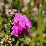 Attēlu rezultāti vaicājumam “Erica tetralix fruit”