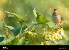 Attēlu rezultāti vaicājumam “Saxicola rubetra juvenile”