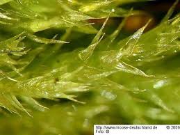 Attēlu rezultāti vaicājumam “Sciuro-hypnum populeum”