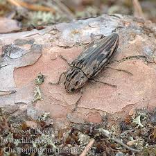 Attēlu rezultāti vaicājumam “Chalcophora mariana”