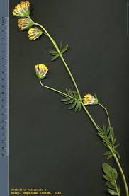Image result for Anthyllis vulneraria