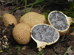 Attēlu rezultāti vaicājumam “Colloderma sp.”