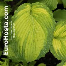 Image result for Hosta Warpaint