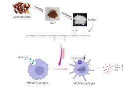 Attēlu rezultāti vaicājumam “Xylita laevigata”