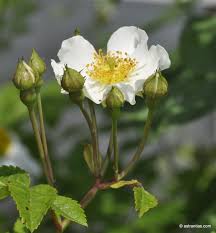 Attēlu rezultāti vaicājumam “Rosa subcanina”