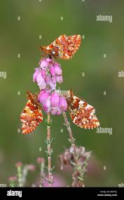 Attēlu rezultāti vaicājumam “Boloria aquilonaris underside”