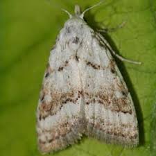 Attēlu rezultāti vaicājumam “Nola aerugula”