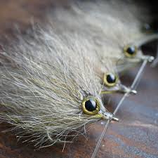 Image result for Eugerres plumieri