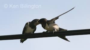 Attēlu rezultāti vaicājumam “Hirundo rustica juvenile”
