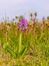 Attēlu rezultāti vaicājumam “Orchis militaris flower”