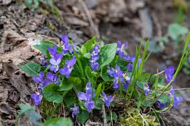 Attēlu rezultāti vaicājumam “Viola riviniana”