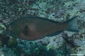 Image result for Calotomus carolinus