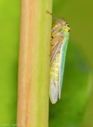 Attēlu rezultāti vaicājumam “Cicadella viridis female”