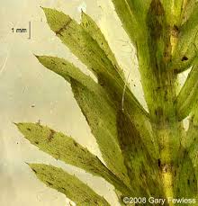 Attēlu rezultāti vaicājumam “Hydrilla verticillata leaf”