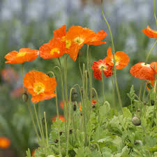 Image result for Papaver nudicaule