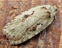 Attēlu rezultāti vaicājumam “Agonopterix ocellana”