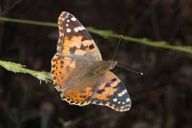 Attēlu rezultāti vaicājumam “Vanessa cardui upperside”