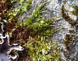 Attēlu rezultāti vaicājumam “Sciuro-hypnum populeum”