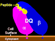 Human leukocyte antigen - Wikipedia, the free encyclopedia