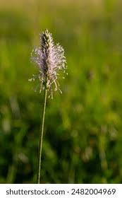 Attēlu rezultāti vaicājumam “Plantago media bud”