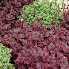 Image result for Heuchera `Midnight Rose`