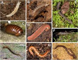 Attēlu rezultāti vaicājumam “Myriapoda”