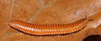 Attēlu rezultāti vaicājumam “Polyzonium germanicum”