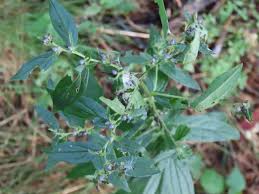 Attēlu rezultāti vaicājumam “Lithospermum officinale”
