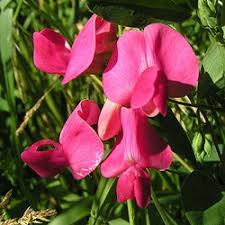 Attēlu rezultāti vaicājumam “Lathyrus tuberosus bud”