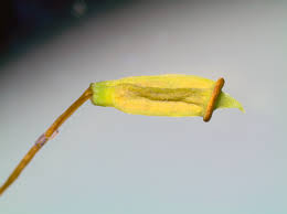 Attēlu rezultāti vaicājumam “Polytrichastrum pallidisetum macro”