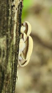 Attēlu rezultāti vaicājumam “Symphytocarpus flaccidus sessile”