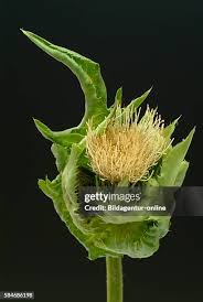 Attēlu rezultāti vaicājumam “Cirsium oleraceum flower”