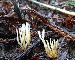 Attēlu rezultāti vaicājumam “Tremellodendropsis tuberosa”